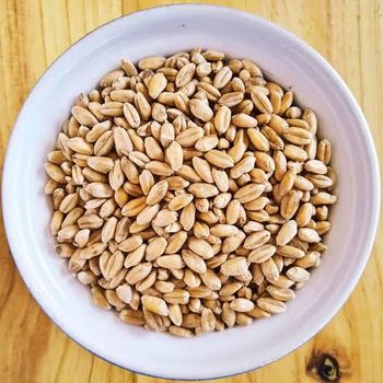 wheat bran - Zabs Holdings - South Africa