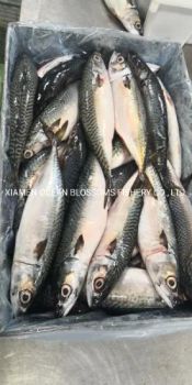 Frozen Pacific Mackerel Ocean Blossoms Style Whole Packing 15kg HS Code 0303 Origin Ecuador Processing BQF Trademark - XIAMEN OCEAN BLOSSOMS FISHERY CO., LTD. - China