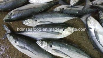 Whole Round Frozen Seafood Hardtail Scad Fish MOQ 28 Mt Origin China Model NO. H-B Original China Shelf Life 1 Year HS Code - Shishi He Deming Seafood Co., Ltd. - China