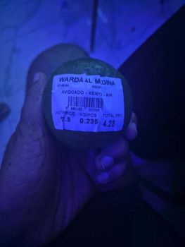 Avocado - Lxcell - United Arab Emirates