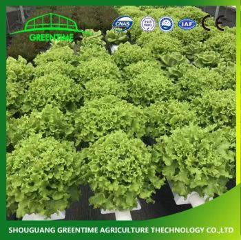 Single Side Hydroponics Nft System for Agriculture 36 Holes Indoor PVC Nft Channel - Shouguang Greentime Agriculture Technology Co., Ltd. - China