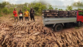 FRESH GRADE A YAM Packaging 25kg Max. Moisture (%) 15% - HASRAH YAM & VEGETABLES ENTERPRISE - Ghana