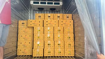 Thai Mango (Nam Dok Mai) Organic Fresh Origin Thailand Fruit Type Mango Certifications GMP, Gmp Shipment Frequency Weekly - Junite Co., Ltd. - Thailand
