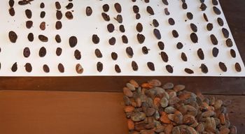 Cocoa Beans – product photo, Fermented Cocoa Beans products found from trusted suppliers, wholesalers, manufacturers & exporters Listing