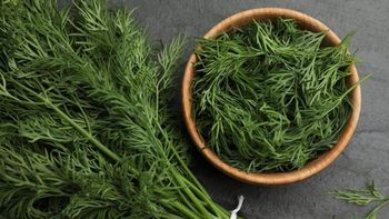 Egyptian Dill Seeds & Leaves - Friends For Import & Export⁠ - Egypt