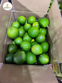 Seedless Limes Size 4 - 6 Cm Packaging Box 4.5Kg Shelf Life 2 Months Origin Tien Giang, Vietnam Packing 4kg/10kg/carton Box - Havigo Company Limited - Vietnam
