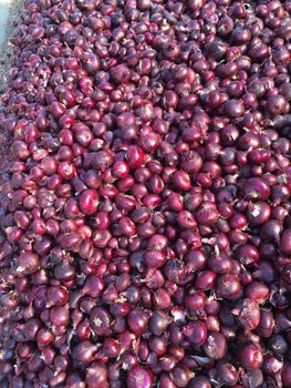 onion – product photo, Fresh Sweet Onion products found from trusted suppliers, wholesalers, manufacturers & exporters Listing