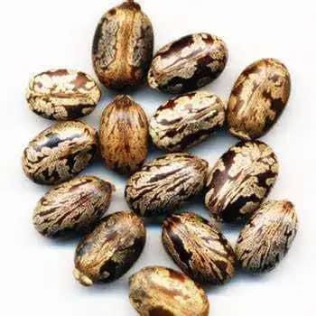 Premium Grade Castor Seeds High Oil Content Industrial & Medicinal Use Bulk Export  whatsap +255762500052 - AL JABLI TRADING COMPANY LIMITED - Tanzania