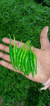 green chilli Color Green Origin India Net Weight 3.8kg Total Packaging Units 3750 - Wadi Alnaser Trading LLC SOC - United Arab Emirates