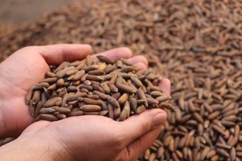 Pine Nuts Broken_kernels Max 5% Insect_infestation Nil Moisture_content Max 5% Mold_visible_fungus Nil Foreign_matter Max - FindDealers Trading and Marketing - af