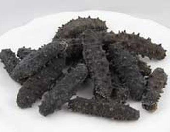 Dry Sea cucumber - Agro House Grp - New Zealand