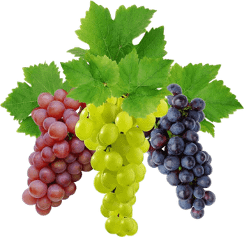 Agriculture, Food & Beverage from ShreeKrishna Impex Ventures Ltd Agriculture, Food & Beverage - ShreeKrishna Impex Ventures Ltd - India