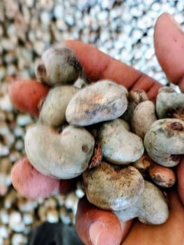 Premium Benin Raw Cashew Nuts – High Quality RCN for Export – product photo, Cashew Nut Kernel products found from trusted suppliers, wholesalers, manufacturers & exporters Listing