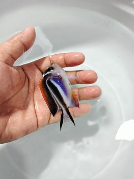 ornament fish, exotic fish, live fresh/salt water fish Delivery Assurance Stable Supply, Consistent Standards Fish Type Ornament Fish, Exotic Fish, Live Fresh/salt Water Fish - shubakensetsu - Indonesia