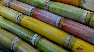 Premium Supplier for Sugarcane  Purity ≥ 95% Diameter 2–5 Cm Fiber Content 10–14% Length 1.5 – 3 Meters Per Stalk Brix 16–21 °brix (variety & Maturity - BF GLOBAL TRADING (PTY) LTD - South Africa
