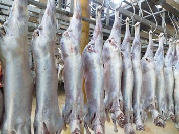 Chilled Goat Meat from Tahrirfoods.com Chilled Goat Meat - Tahrirfoods.com - Kenya