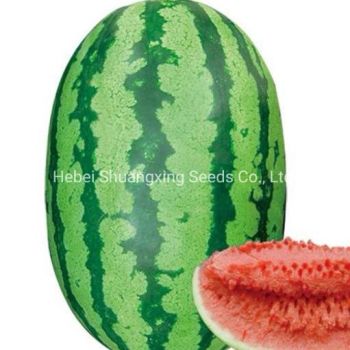 Large Size Emperor No. 1 Big Size F1 Hybrid Watermelon Seed Big Fruit 10kg - Hebei Shuangxing Seeds Co., Ltd. - China