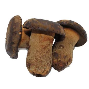 Popular Mushrooms Frozen Porcini Hole Porcini Mushrooms Color Brown Style Dried Weight (kg) 10 Brand Name YNJWX Packaging - Yunnan Jun Wang Xuan Trading Co., Ltd. - China