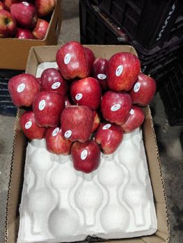 Fresh Apple - BF GLOBAL TRADING (PTY) LTD - South Africa