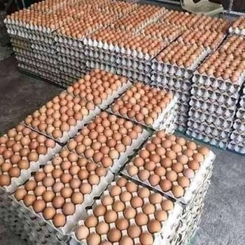 Wholesale Fresh Brown Eggs Distribution - Summit Industrial LLC - United States