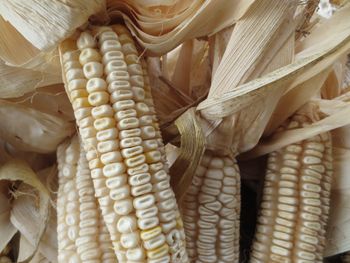 Premium White and Yellow Corn Kernels for Sale Fresh and Clean High Yield Available for Export from AGRONOVA Premium White and Yellow Corn Kernels for Sale Fresh and Clean High Yield Available for Export - AGRONOVA - United States