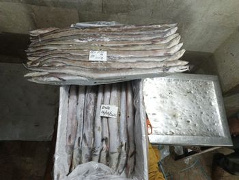 FROZEN EEL FISH - SPARKLING SEA - Pakistan