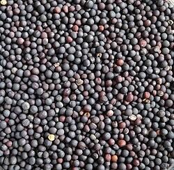 Canola seeds Oil Content - Entreprises Macay Inc. - Canada