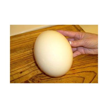 Ostrich Eggs for Sale / Fertile Ostrich Eggs and Ostrich Chicks - Medcompex Gmbh - United Kingdom