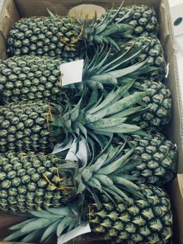 Pineapple from CV Crimson Tropika Nusantara Pineapple - CV Crimson Tropika Nusantara - Indonesia