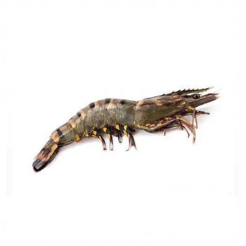Frozen Tiger Shrimps Premium Seafood Choice Delivering Outstanding Texture Rich Nutritional Profile And Trusted Quality - TOSOH INTERNATIONAL - South Africa