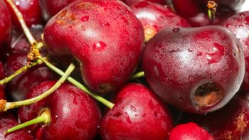 Wholesale Commercial Supply of Large Size Deep Red Fresh Cherries with Attractive Appearance and Sweet Taste - TRADECENTRIC LLC - United States