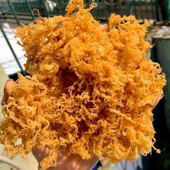Sea Moss -  Hung Thinh Southern Plastic Service-Trading-Production Company Limited  - Vietnam