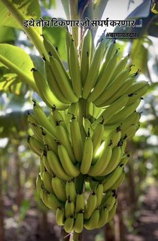 Banana – product photo, Fresh Orange Fruit products found from trusted suppliers, wholesalers, manufacturers & exporters Listing