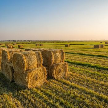 Premium Rhodes Grass Hay Moisture Content Below 12% Harvest Method Fresh Harvest Only Certifications Phytosanitary, Fumigation, Origin - Bhatti GreenBale Export - Pakistan