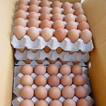 Table eggs - Zabs Holdings - South Africa