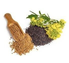 Canola Seed & Rapeseed Origin - SM Corporation - Bangladesh