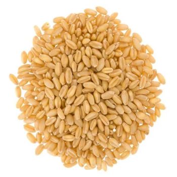 High Quality Hard Wheat Grains, Bulk Wholesale, Cheap and Affordable - A.C.P. AGRICULTURE COMPANY LIMITED - Thailand