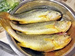 Frozen Yellow Croaker – Premium Quality Whole Fish / Fillets Grade A Flavor Mild Texture Firm Type Seafood Glazing 5–10% - TRADE NEPAL LLC - United States
