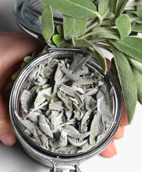 Dried sage leaves - Green Alliance Company - Egypt
