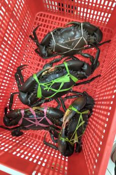 Live mud crab - PT KRK KREASI SEMESTA - Indonesia