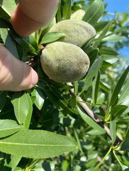 Almonds from Green Hills Almonds - Green Hills - Georgia