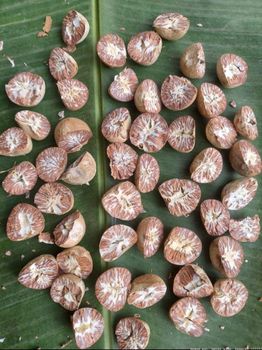 Raw Betel Nuts Carefully Selected Superior Quality Buy Online For Food Processing And Commercial Distribution from CPW TRADE LTD Raw Betel Nuts Carefully Selected Superior Quality Buy Online For Food Processing And Commercial Distribution - CPW TRADE LTD - United Kingdom