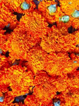 Wholesale Dried Marigold Flowers Dried Herbal Flowers Bath Cosmetics Soap Candle Decoration Health Tea - Bozhou Lianzhou Import and Export Trading Co., Ltd. - China