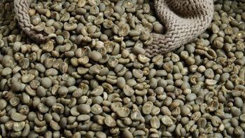 Indonesian Arabica Green Coffee Beans – Specialty Fully Washed | North Sumatra – product photo, Beans products found from trusted suppliers, wholesalers, manufacturers & exporters Listing