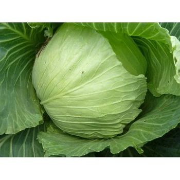 Cabbage Packaging 25 kg - 50 - Jaishnavi Exports - India