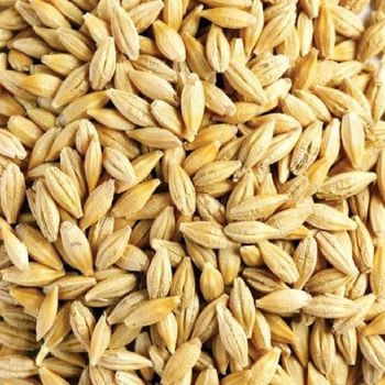 Natural Barley Grain With Excellent Quality Premium Barley Grain Available For Retail And Export Purchase from AGRO AFRIQUE COMPANY LIMITED Natural Barley Grain With Excellent Quality Premium Barley Grain Available For Retail And Export Purchase - AGRO AFRIQUE COMPANY LIMITED - Tanzania