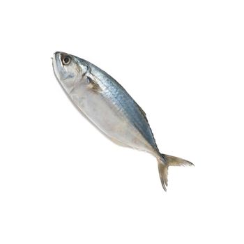 Cheap Price Frozen Mackerel Fish Bulk Supply - BMU TRADING GMBH - Germany
