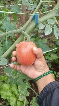 Fresh Cabbage, Fresh Tomatoes and Fresh Potatoes Organic No Origin Other Freshness Level Pickled - Page - Indonesia