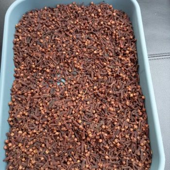 Whole Clove - Komoditas Asli Indonesia - Indonesia