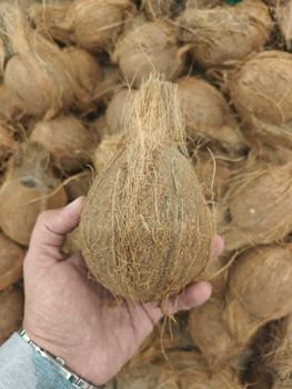 semi husk coconut - Inter Globe Trading Co - India